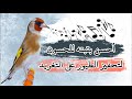 أحسن بتبته للحسون لتحفيز الطيور على التغريد😉🎶