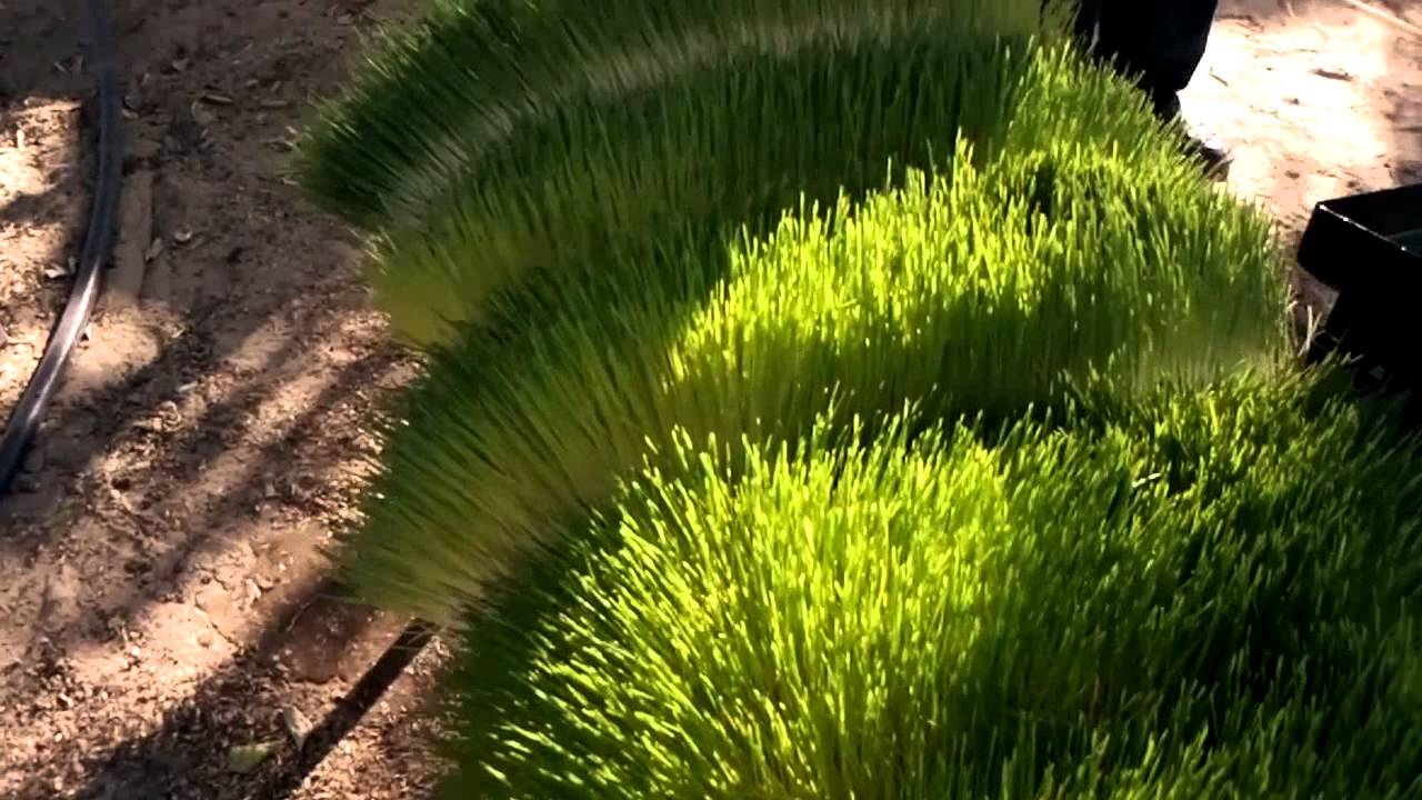 Agritom - Hydroponic Fodder - Taze Ot Makinası - YouTube