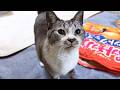 甘えて鳴く姫猫にどんな時でも優しい兄猫と、気になり様子をずっと見てくれる姉猫たち