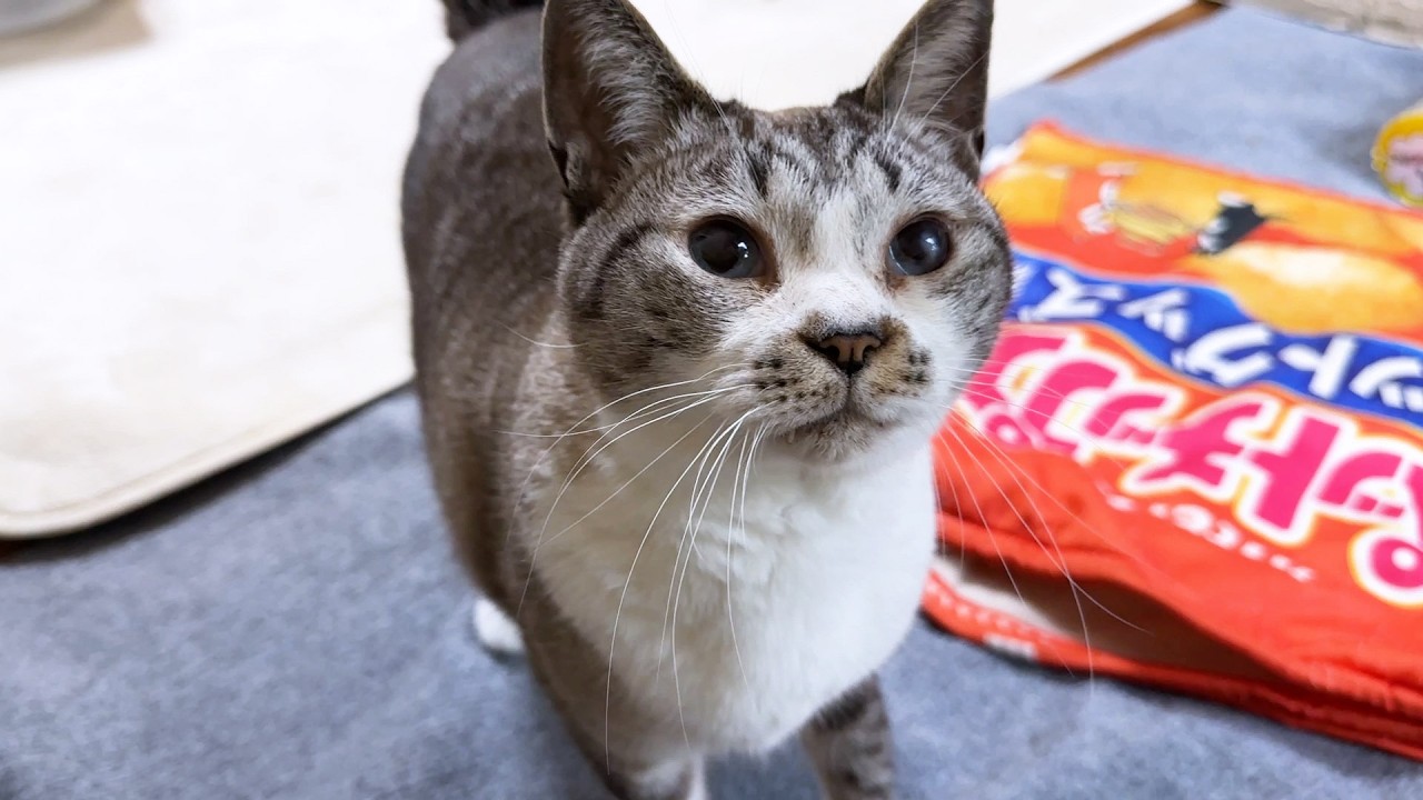 甘えて鳴く姫猫にどんな時でも優しい兄猫と、気になり様子をずっと