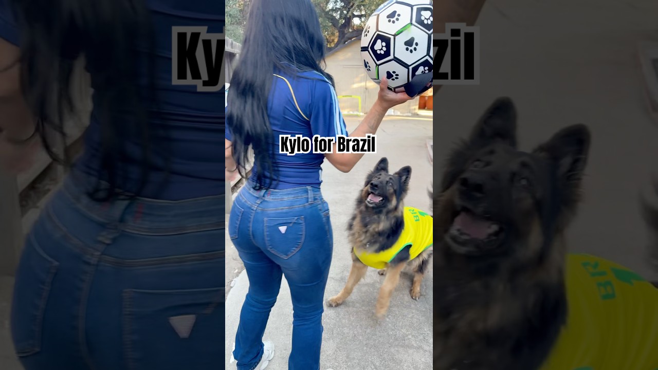 Kylo loves futbol! #viralshort #brazil #japan #dogshorts