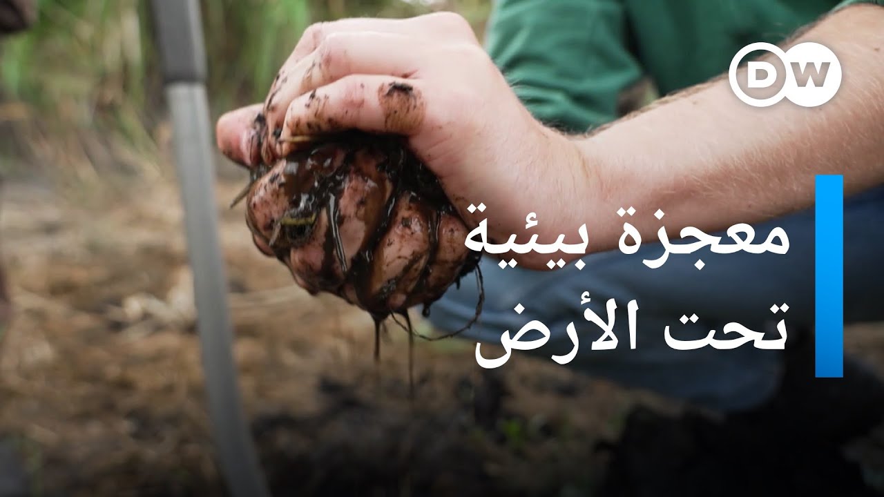 الأراضي الخثية كمخازن ضخمة للكربون | صنع في ألمانيا