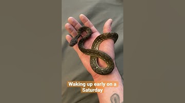 Yawning Cute Super Dwarf Reticulated Python!