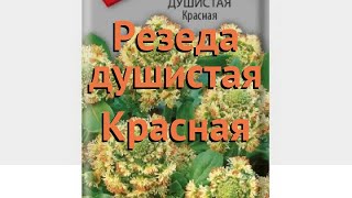 Резеда душистая Красная (krasnaya) 🌿 резеда Красная обзор: как сажать семена резеды Красная Резеда душистая Красная (krasnaya) 🌿 резеда Красная обзор: как сажать семена резеды Красная