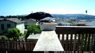 Grabby Little Punk Crow
