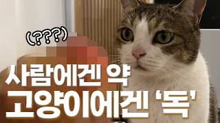 국민 식물인 “이것” 고양이에게 위험하다고? by 미야옹철의 냥냥펀치 34,701 views 1 month ago 8 minutes, 29 seconds