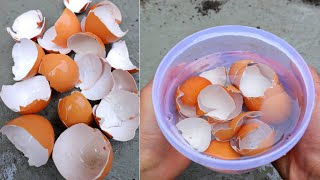 YOU WILL NEVER THROW AWAY EGGSHELLS IF YOU WATCHING THIS VIDEO | egg shells | garden