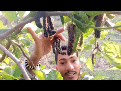 فيديو: حصاد التوت - كيفية حصاد الأنواع الشائعة من التوت