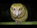 Reared Kakapo Parrot He S Less Afraid Of People But He Ll Likely Become More Wild With Age Reared Kakapo Parrot He S Less Afraid Of People But He Ll Likely Become More Wild With Age