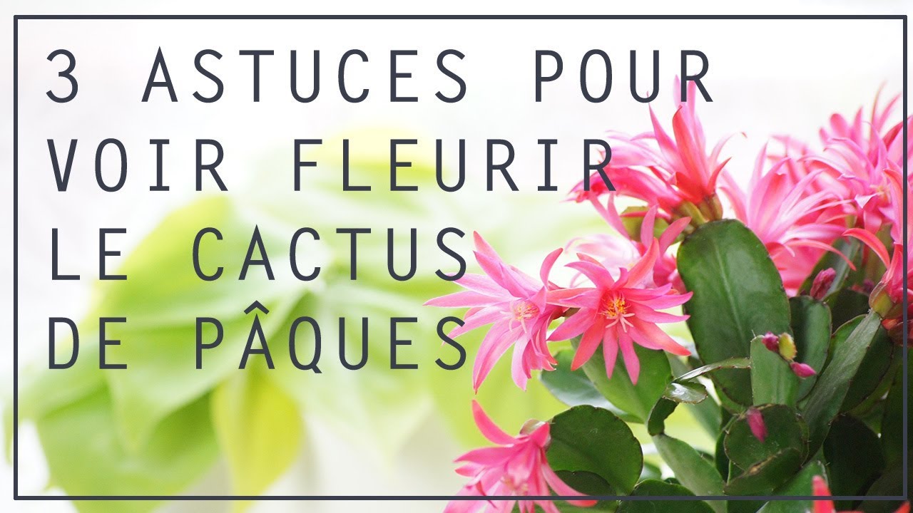 Difference Entre Cactus De Noel Et Cactus De Paques