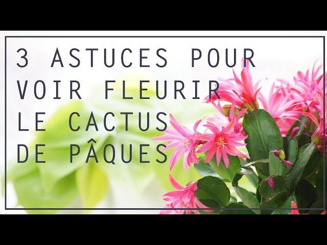 Mon cactus de Pques perd ses fleurs et ses boutons floraux ! Que faire ? -  YouTube