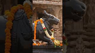Nandi teaches loyalty without words #youtubeshorts #shorts #nandi #lordshiva #faith #devotion #bless