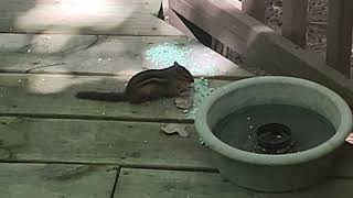 Chipmunk devouring taking poison to its nest.  How to get rid of pests rodents rats mice moles