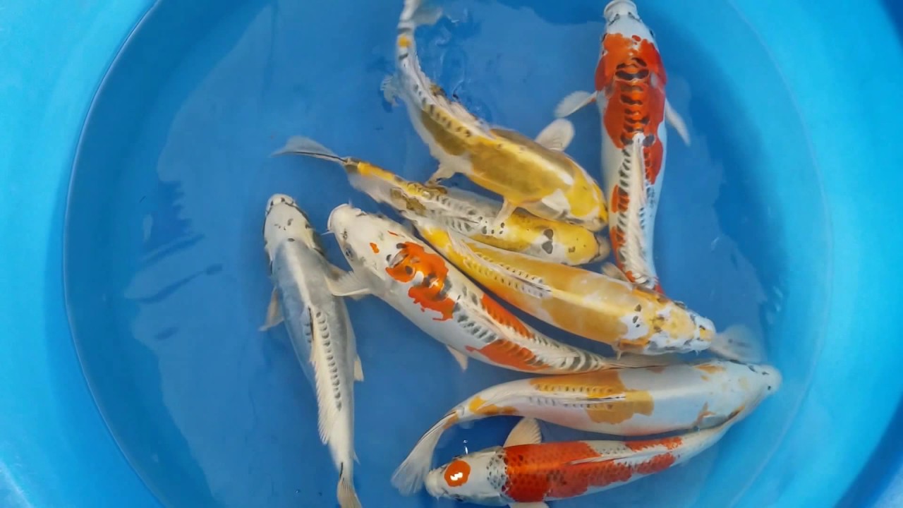 JAPAN KOI STORE - YouTube