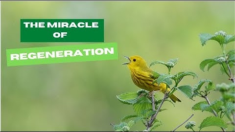 The Miracle of Forest Regeneration