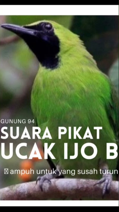 suara pikat ampuh semua cucak ijo yang susah turun