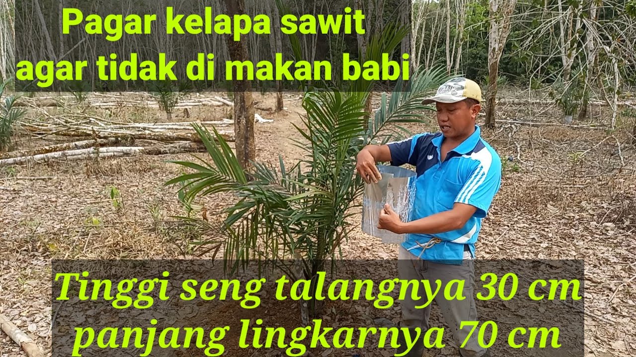 Pagar Kelapa Sawit Agar tidak di makan babi