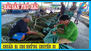 Đi Mua Hải Sản Phú Hài Thanh Hải Phan Thiết | Nhộn Nhịp Những Chuyến Xuồng Máy