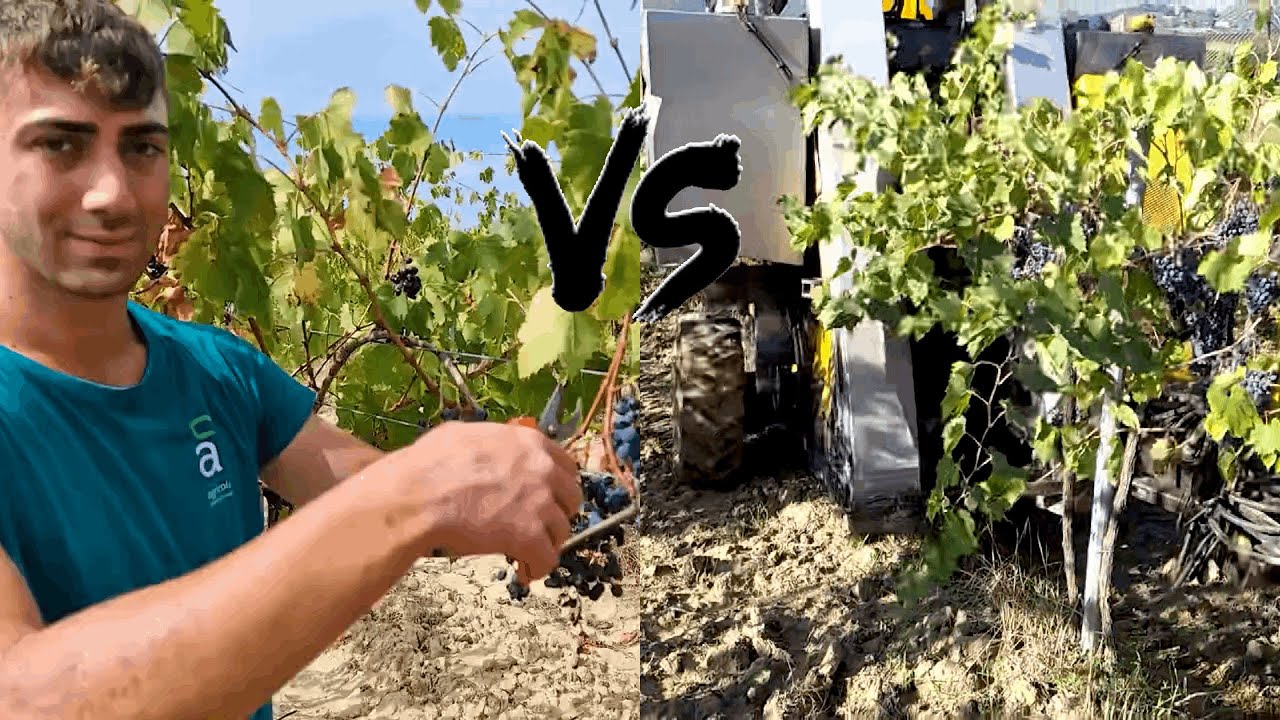 Vendemmia Manuale: Tradizione o Perdita di Tempo?