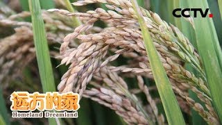 《远方的家》特别节目《大好河山》——三级阶梯看中国（9） 第三阶梯上的多彩生活  20181019 | CCTV中文国际