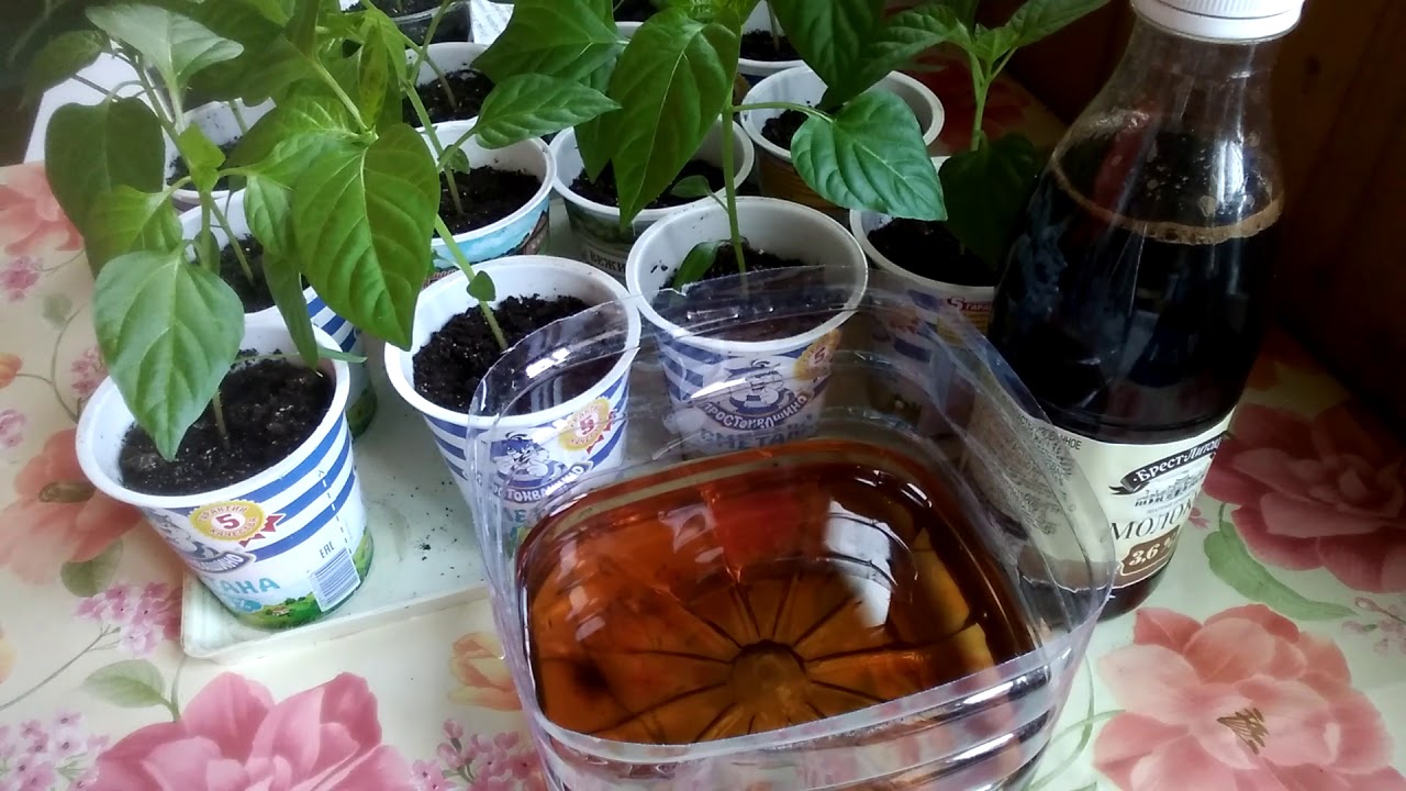 Можно поливать березовым соком комнатные цветы. Подкормка рассады пивом. Комнатные цветы и чай. Рассада чая. Чайная заварка для рассады.