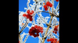 ЯРКОЙ КАПЛЕЮ КАЛИНА