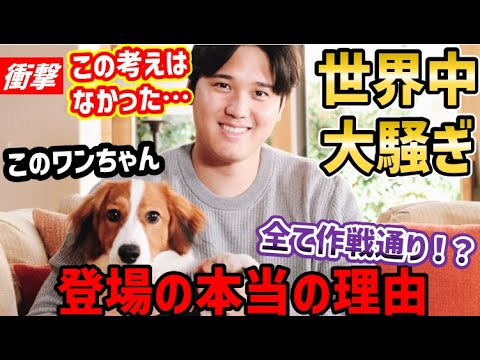 大谷翔平、満票MVP選出時のワンちゃん登場は仕組まれたものだった？「オオタニ犬になりたい」と世界中が大騒ぎする中で衝撃の考察【海外の反応】