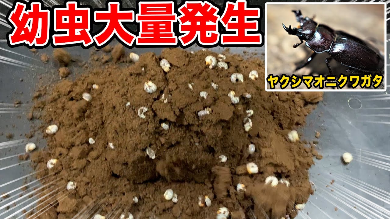 夏から放置しておいたヤクシマオニクワガタがとんでもないことに