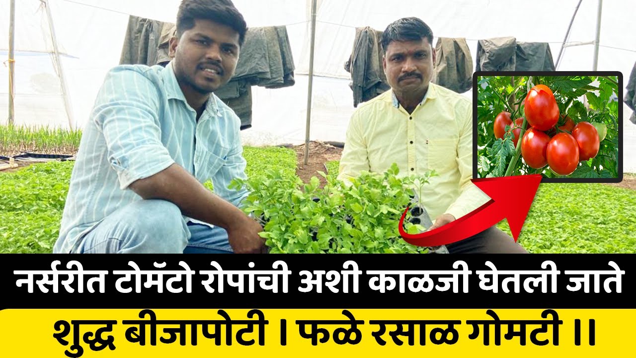 नर्सरी व्यवसायातून खरच लाखोंची कमाई होते का  🤔 Tomato Nursery 🍅