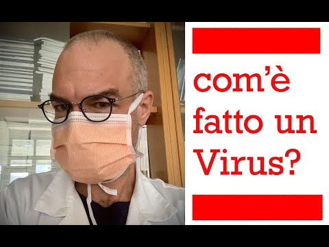 Video: La bartonella è un parassita o un batterio?