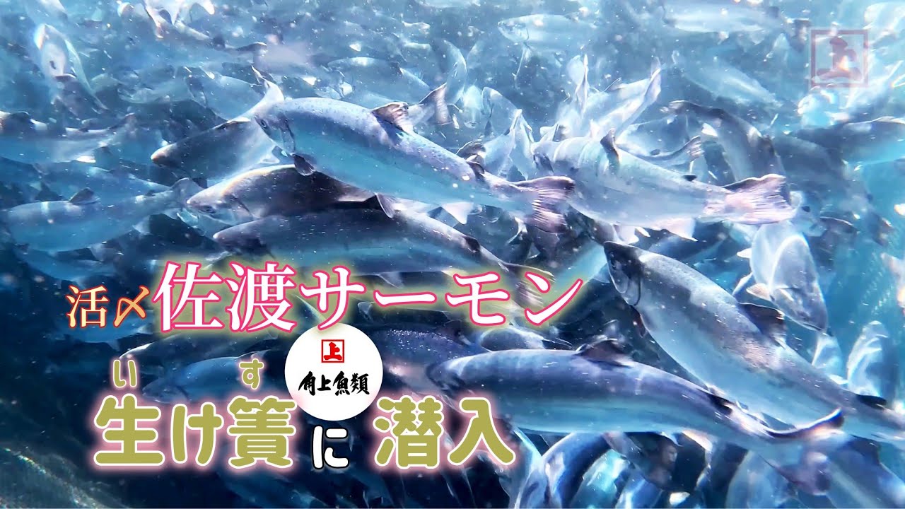 日野市】みんな大好きサーモン！角上魚類で「活〆佐渡サーモン」期間