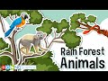 Rainforest Animal Habitats and Features