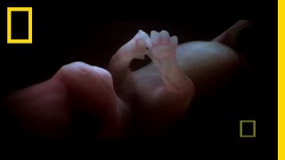 Have You Ever Seen a Dog Fetus? | National Geographic