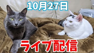 マグロがないので煮干しをあげるライブ配信