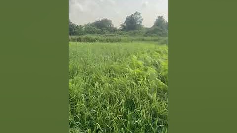 Flood Mitigation 2024 Clearing (or Dredging) of Opa Aro river ways - V0013