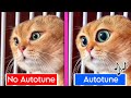 Talking cat original vs autotune edit