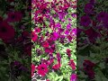 Buscando una flores para mi casa