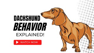 What were Dachshunds bred for? Dachshund Behavior Explained! by Dachshund Station 852 views 1 year ago 2 minutes, 40 seconds