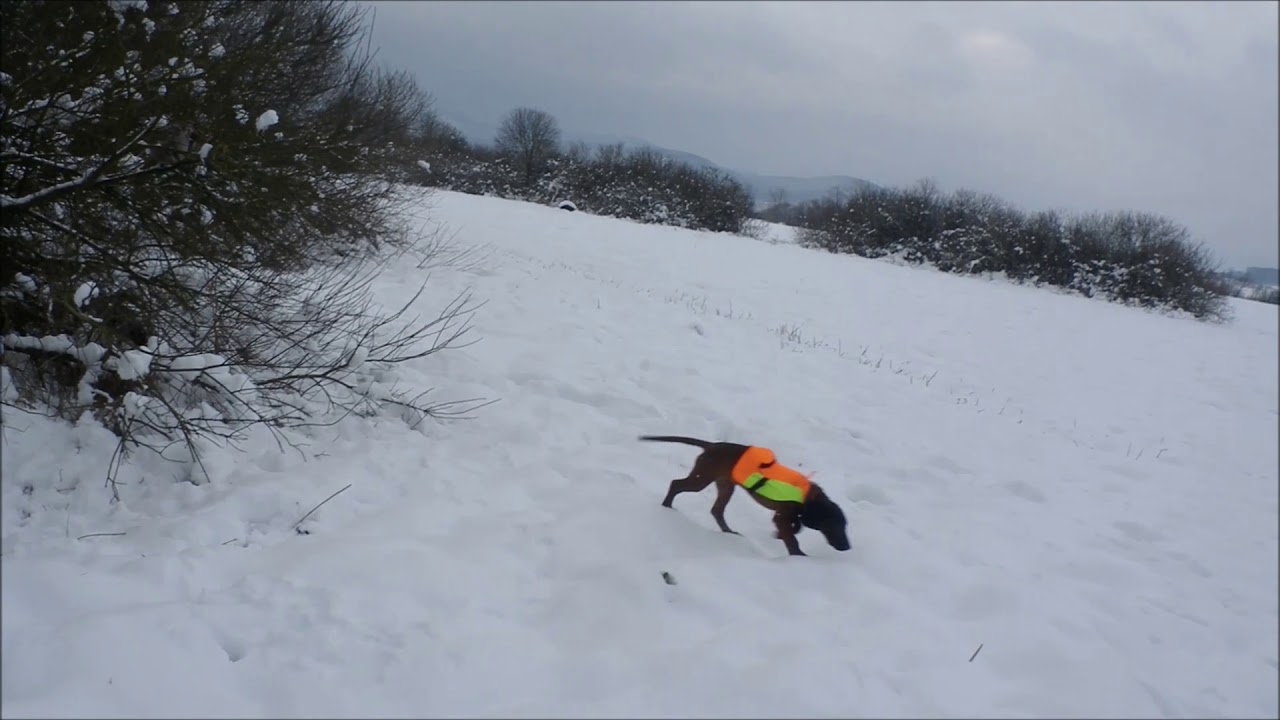 Zoran 4 mesiace - Bavorský farbiar  (Bayrischer Gebirgsschweisshund)