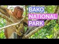 We FOUND PROBOSCIS MONKEYS! - Bako National Park, Kuching