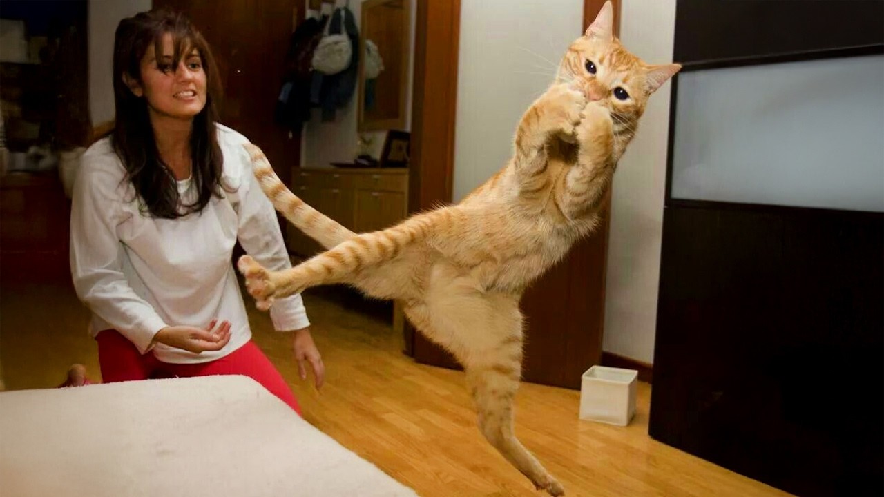 ⁣Cats Being Comedy Who Deserve an Oscar 😁Best Funny Cat Videos 2025