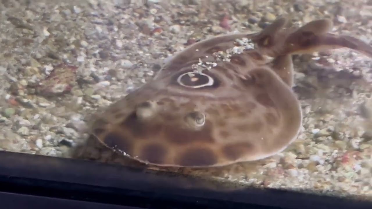 Raya eléctrica ocelada  se puede tener en acuario ?? diplobatis ommata