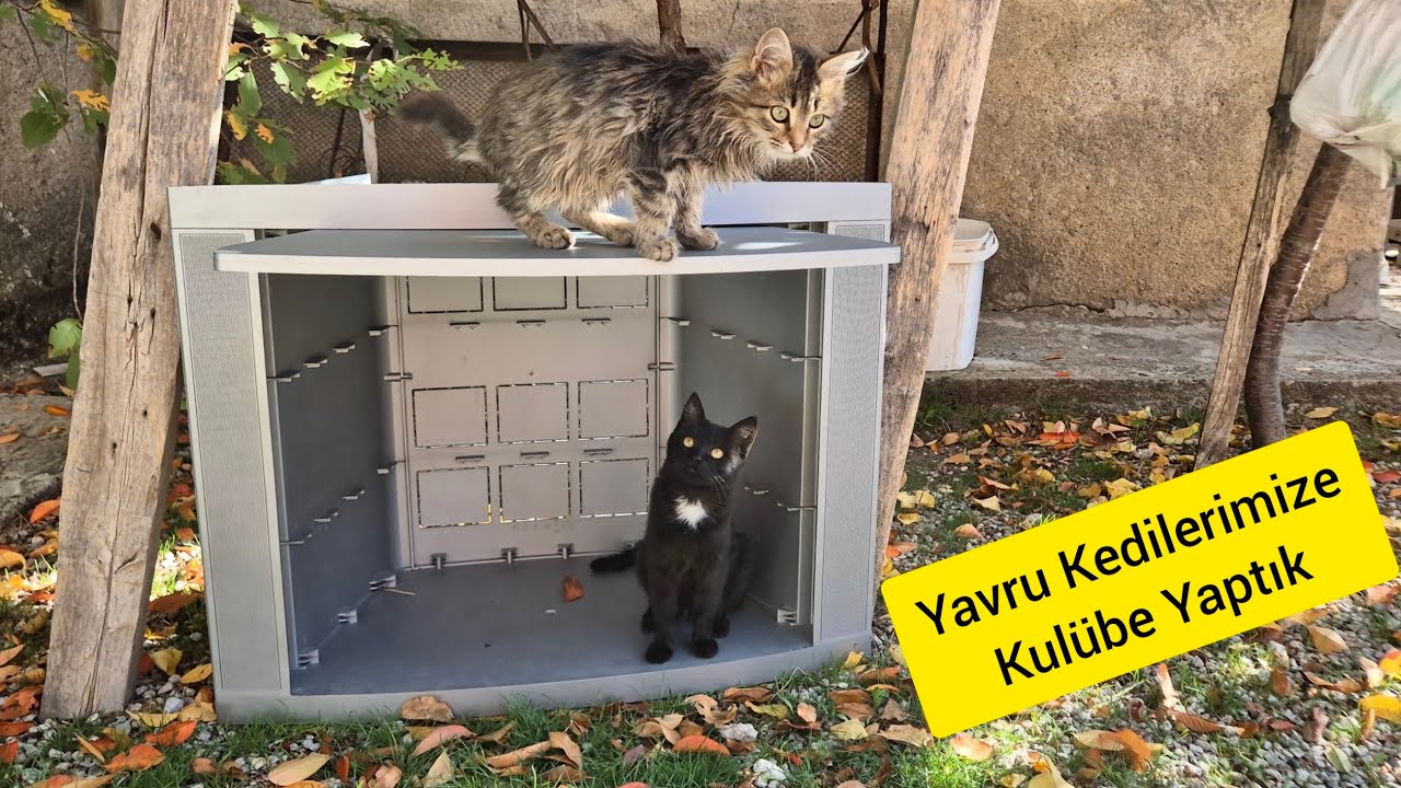 YAVRU KEDİLERİMİZE KULüBE YAPIYORUZ -Tv sehpasından kedi kulübesi yaptı 