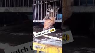 cat vs tiger funny reaction 🤣 #shorts