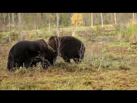 Video: Treler Yakuza Mempamerkan Pertarungan Tarian, Pertarungan Beruang