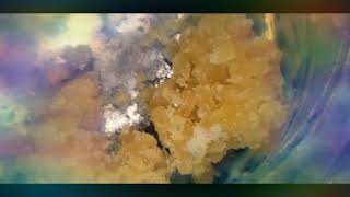 Blueberry Blaze NoTownFarms Dab!