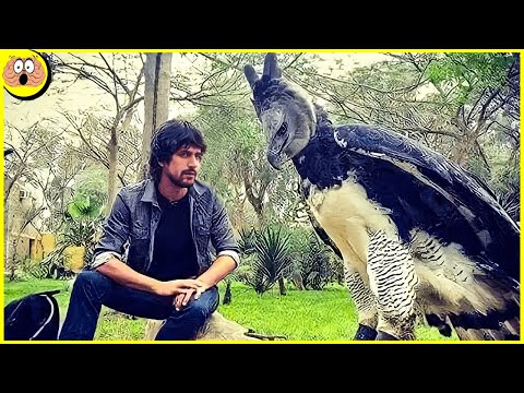 Video: Futuut met zwarte hals - een unieke vogel met rode ogen