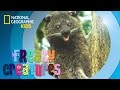 Binturong Facts and Characteristics