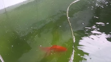 Ruykin fish - cá ba đuôi lưu kim nhật