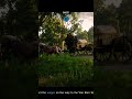 KEEP THEIR HEADS RINGING #reddeadredemption2 #drdre